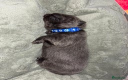 Chow Chow dogs for sale: Beautiful blue chow chow litter 💙 - Image 16