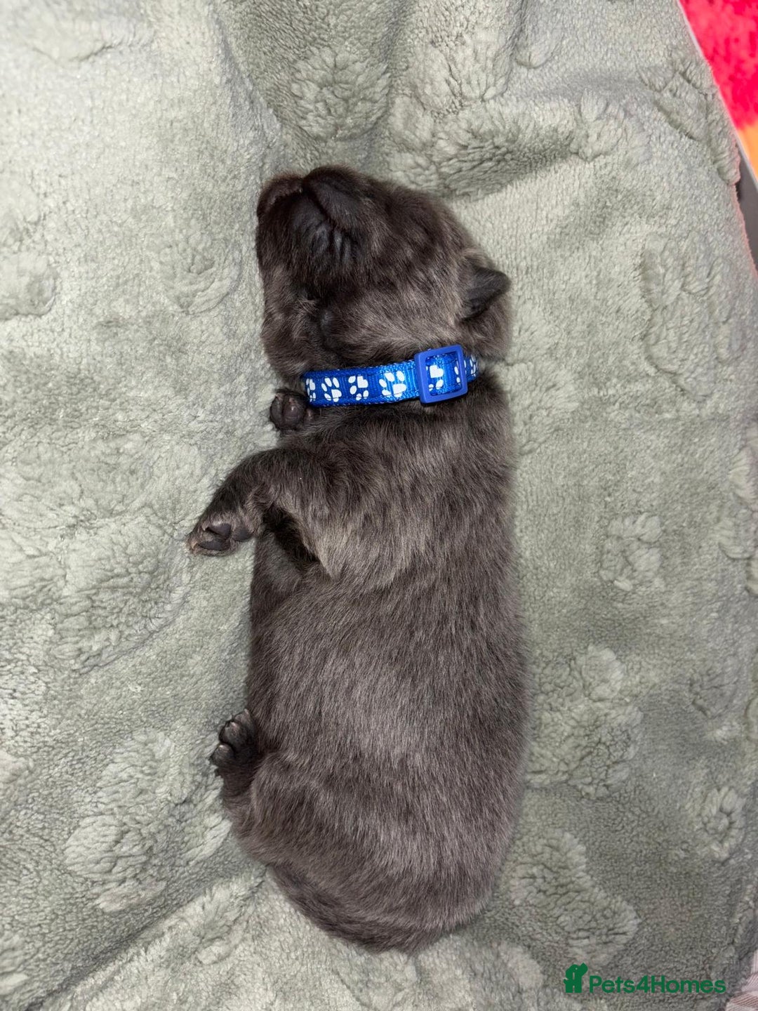Chow Chow dogs for sale: Beautiful blue chow chow litter 💙 - Image 16