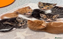 Persian cats for sale:  6 Persian kittens  - Image 11