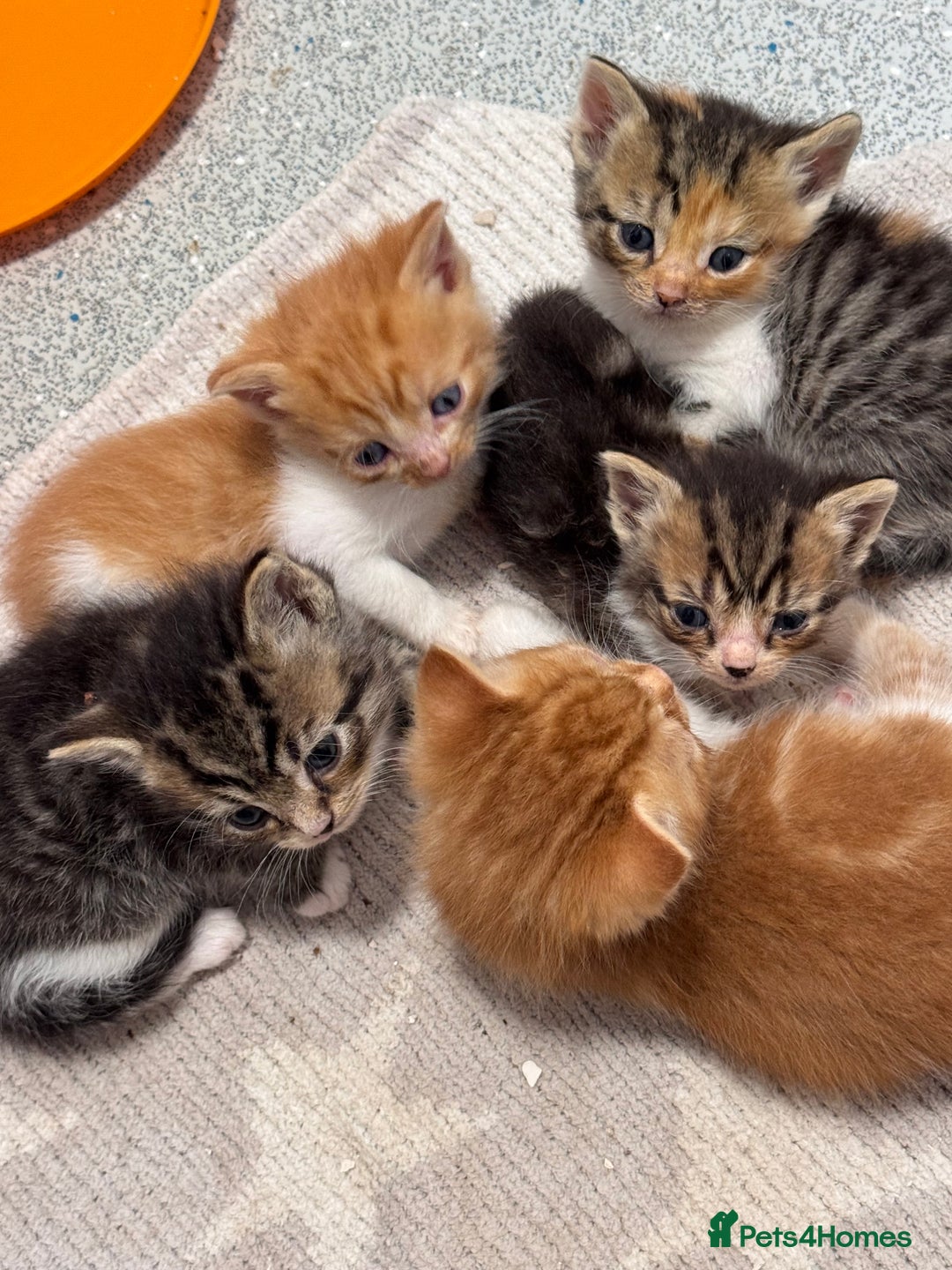 Persian cats for sale:  6 Persian kittens  - Image 11