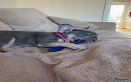 French Bulldog dogs for sale: 12 weeks. Finding a lovely home for our frenchie.  - Image 1