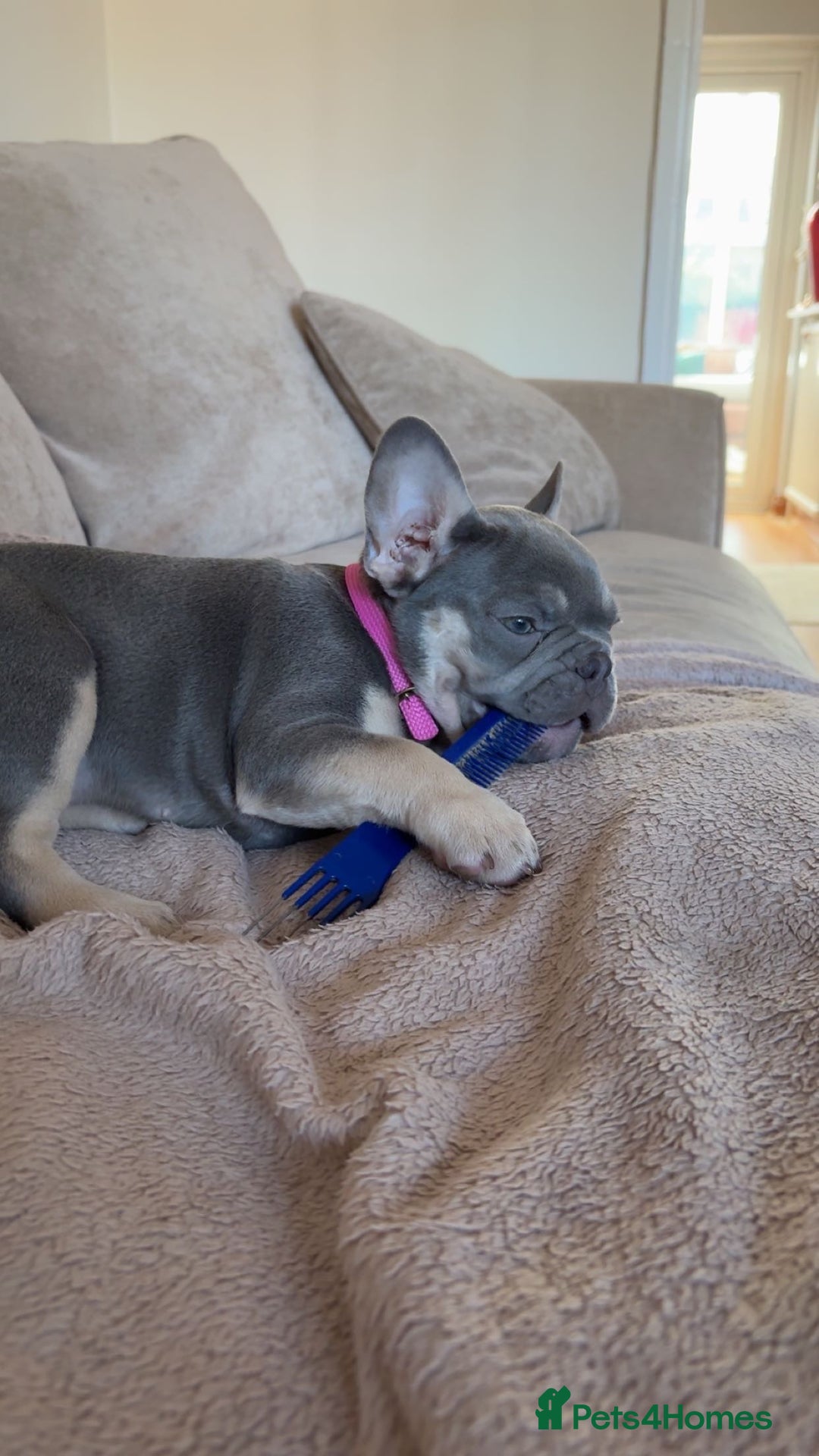 French Bulldog dogs for sale: 12 weeks. Finding a lovely home for our frenchie.  - Image 1