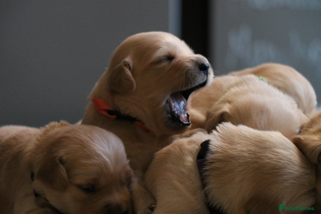 Golden Retriever dogs for sale: LITTLE BUNS - Advert 23