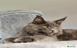 Maine Coon cats for sale: 🔥*Stunning Litter of 8💎Solid Blue Maine Coon*🔥  - Image 28