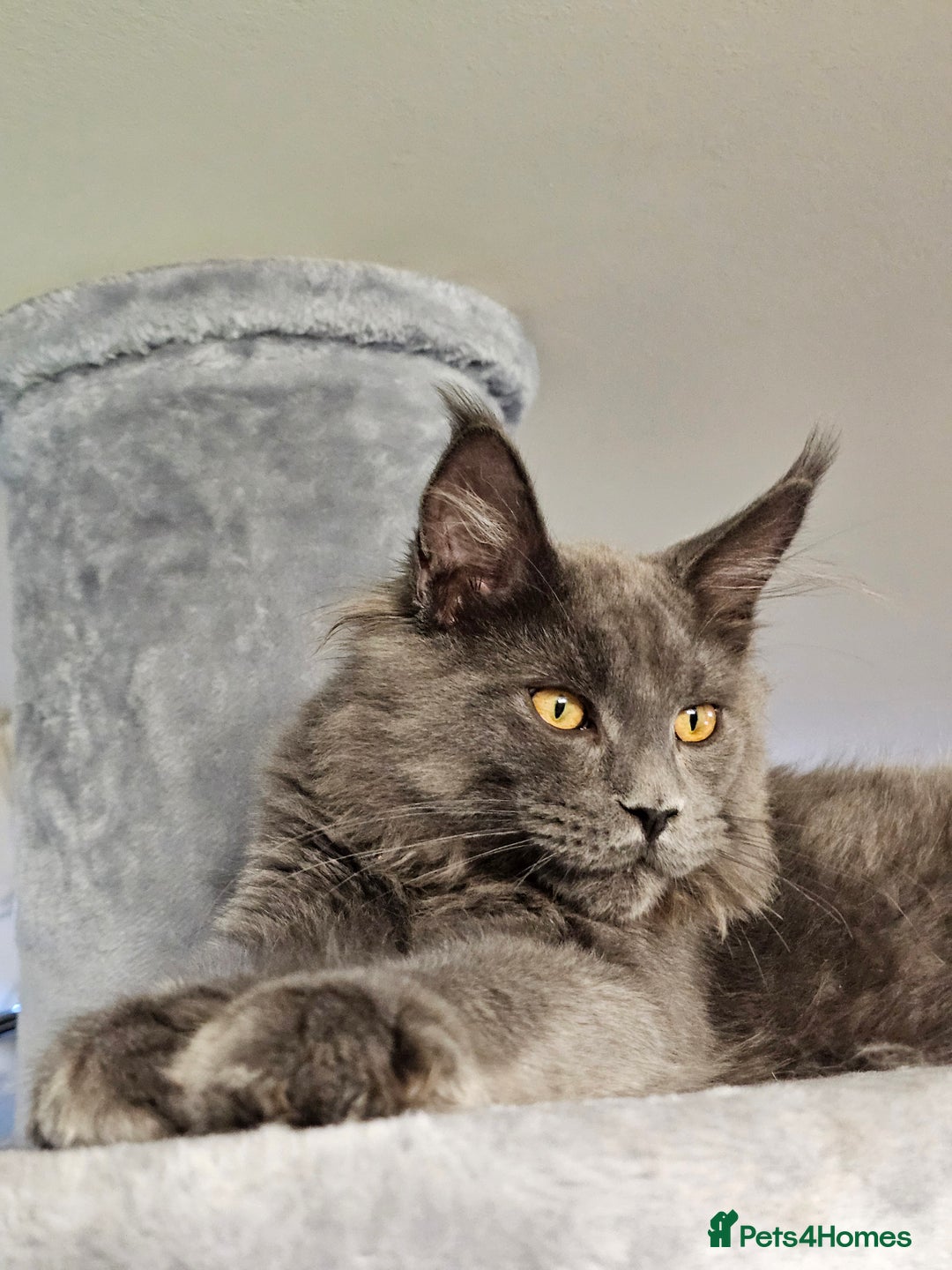 Maine Coon cats for sale: 🔥*Stunning Litter of 8💎Solid Blue Maine Coon*🔥  - Image 28