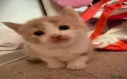 British Shorthair cats for sale: 🐾Turkish Angora × British Blue Kittens Ready Soon - Image 11