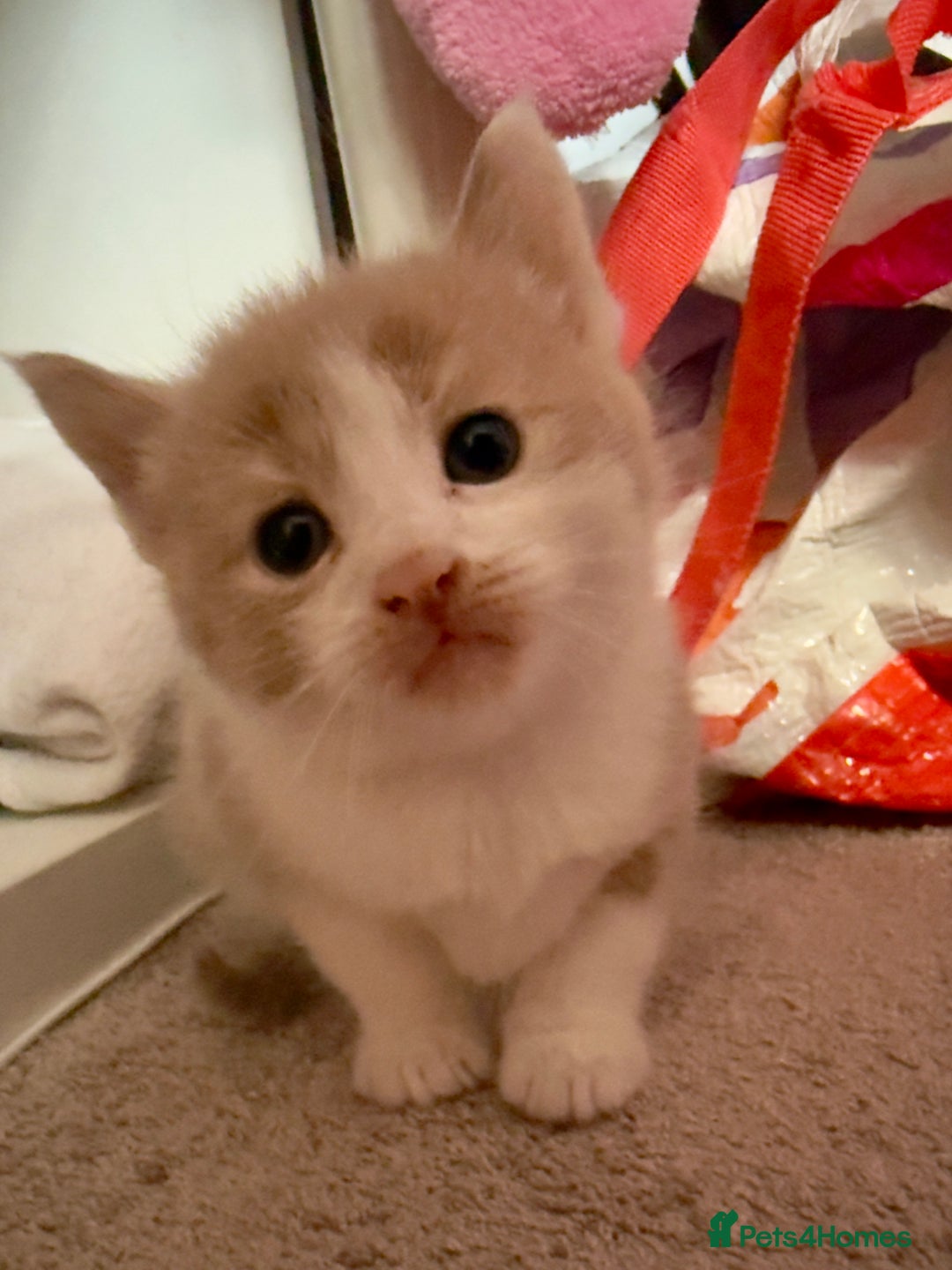 British Shorthair cats for sale: 🐾Turkish Angora × British Blue Kittens Ready Soon - Image 11