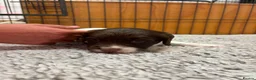 English Springer Spaniel dogs for sale: Beautiful English springer Spaniels  - Advert 5