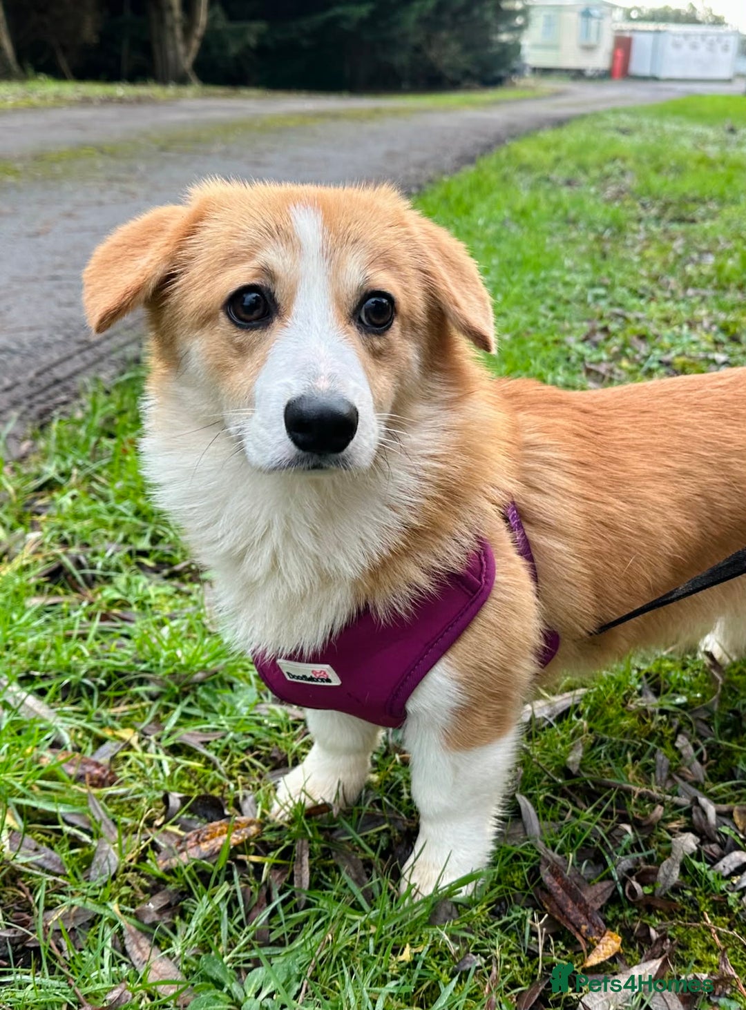 Welsh Corgi Pembroke dogs for sale: Stunning six month Corgi bitch puppy - Advert 3