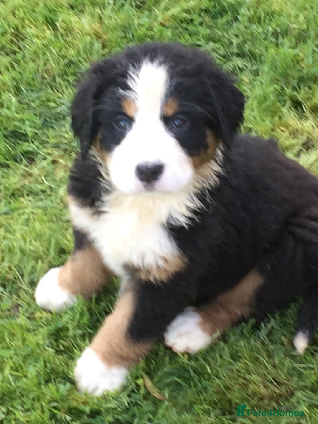 Bernese Mountain Dog dogs for sale: Symphony flam KC Bernese Mountain Puppies - Advert 5