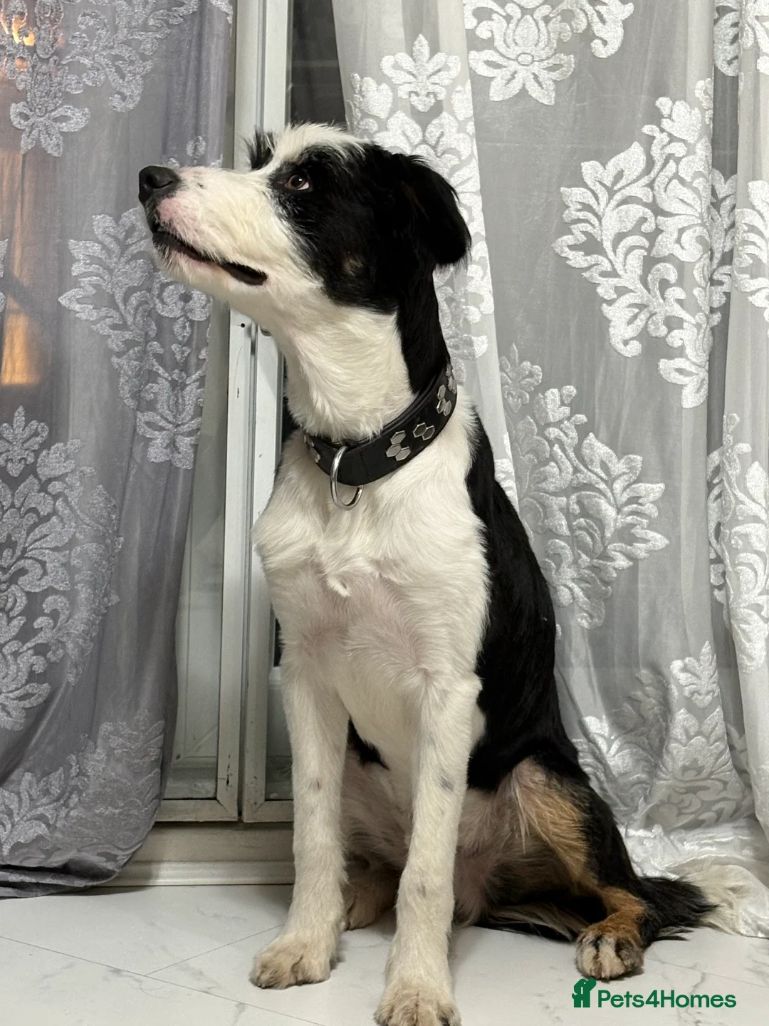 Mixed Breed dogs for stud: Border Collie × Bearded Collie Dog – 1 Year Old - Advert 7