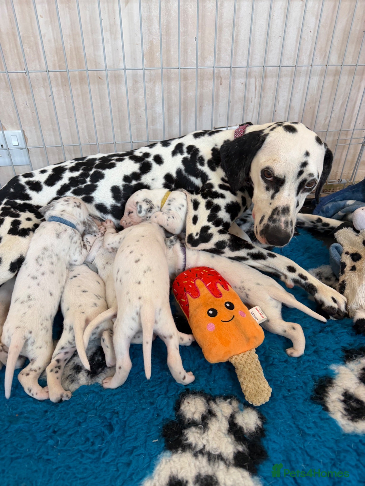 Dalmatian dogs 🐾🏆Dalmatian puppies🏆🐾 - Advert 1