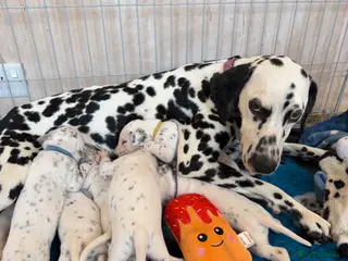 Dalmatian dogs 🐾🏆Dalmatian puppies🏆🐾 - Advert 5