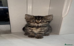 Arabian Mau cats for sale: Stunning British Short Hair Mix Breed Kittens  - Image 1