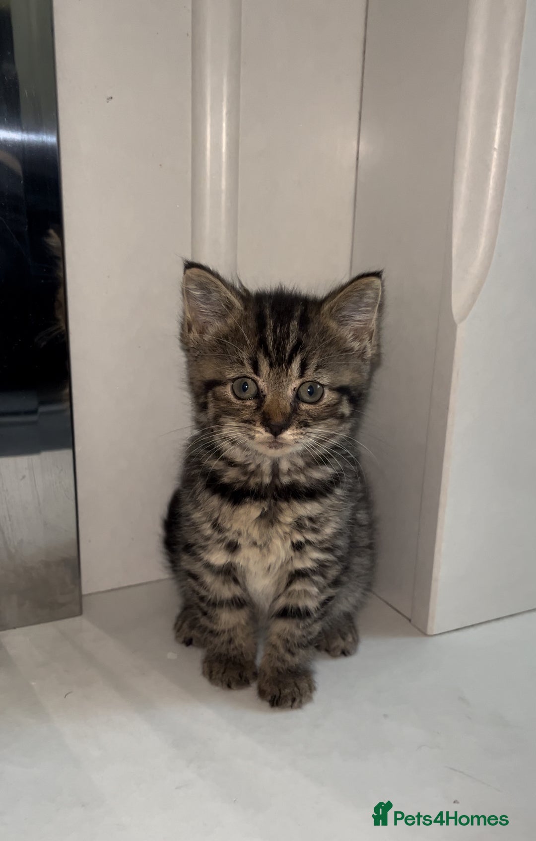 Arabian Mau cats for sale: Stunning British Short Hair Mix Breed Kittens  - Image 1