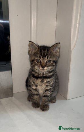 Arabian Mau cats - Advert 1