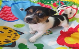 Jack Russell dogs for sale: Jack Russell puppies  - Image 1