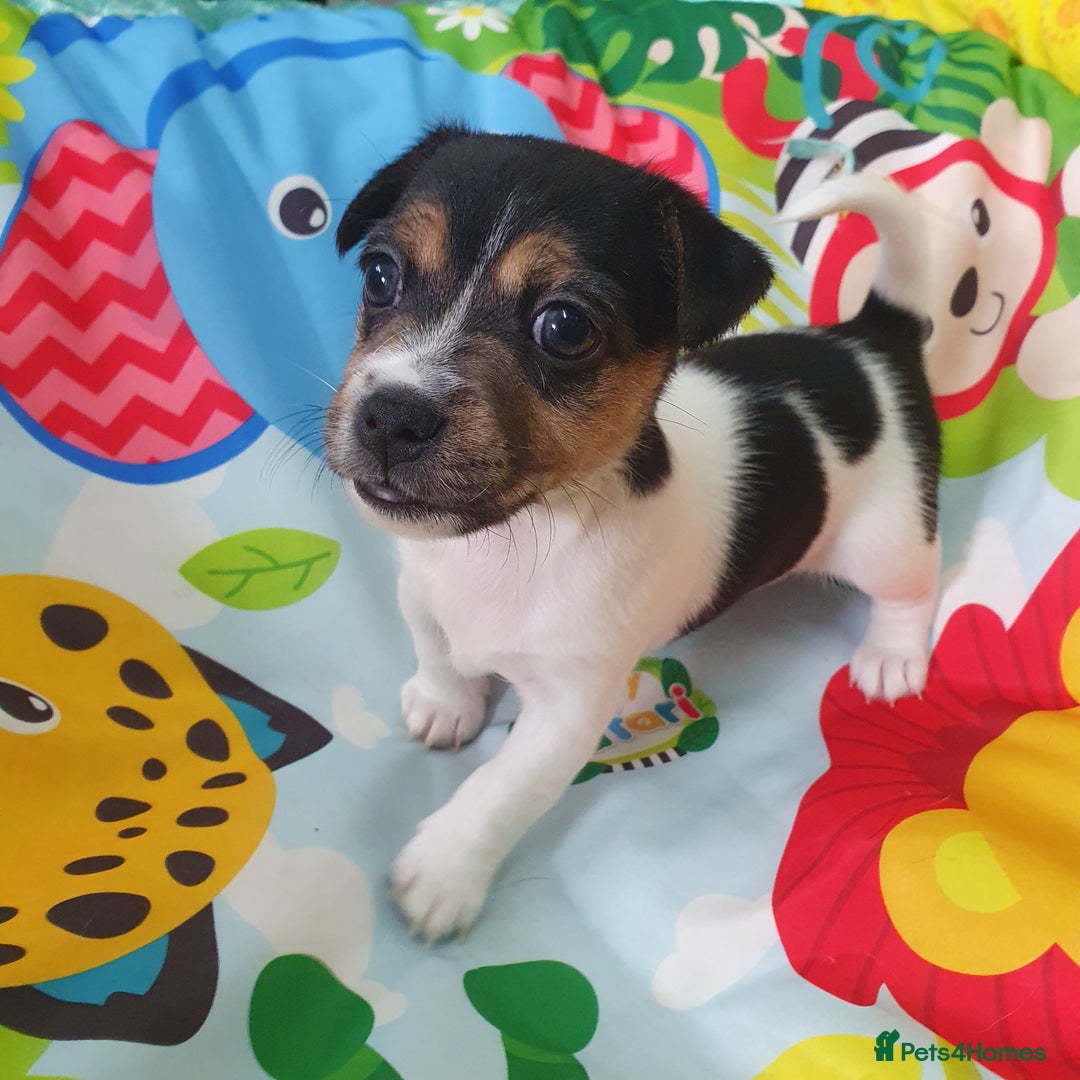 Jack Russell dogs for sale: Jack Russell puppies  - Image 1