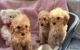 Cockapoo dogs for sale: Cockapoo puppies - Image 3