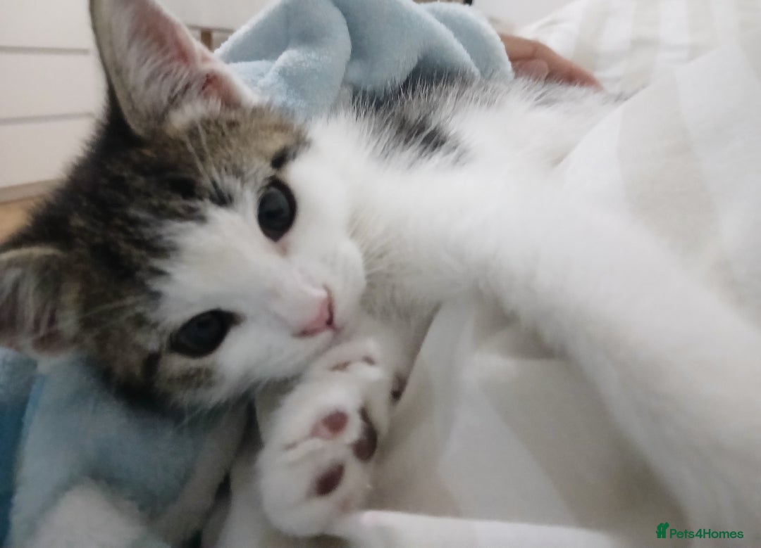 Domestic Shorthair cats for sale: Cute Domestic short hair Kitten, 5 Months Old  - Image 4