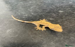 Gecko reptiles for sale: Crested Gecko babies available  - Advert 2