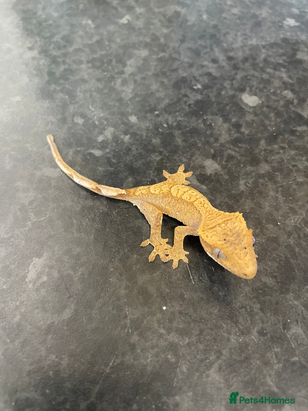 Gecko reptiles for sale: Crested Gecko babies available  - Advert 2