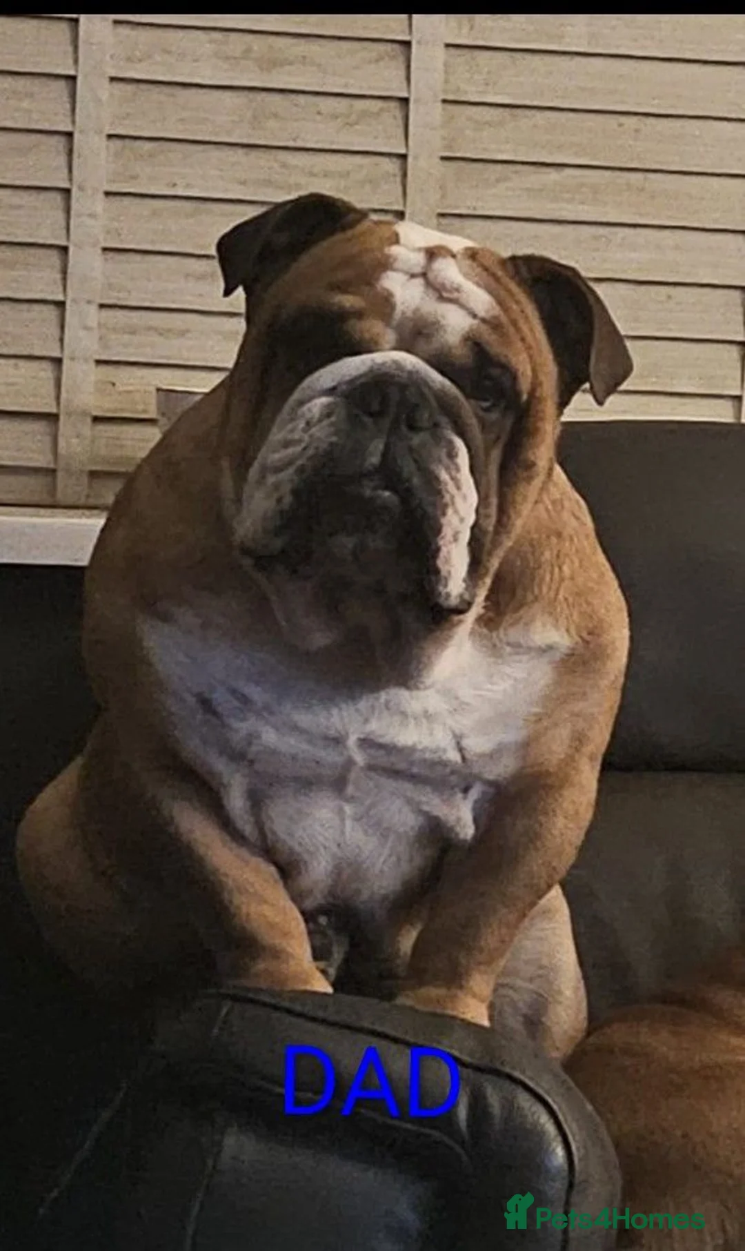 English Bulldog dogs for sale: Elite KC Red Bulldogs  - Advert 8