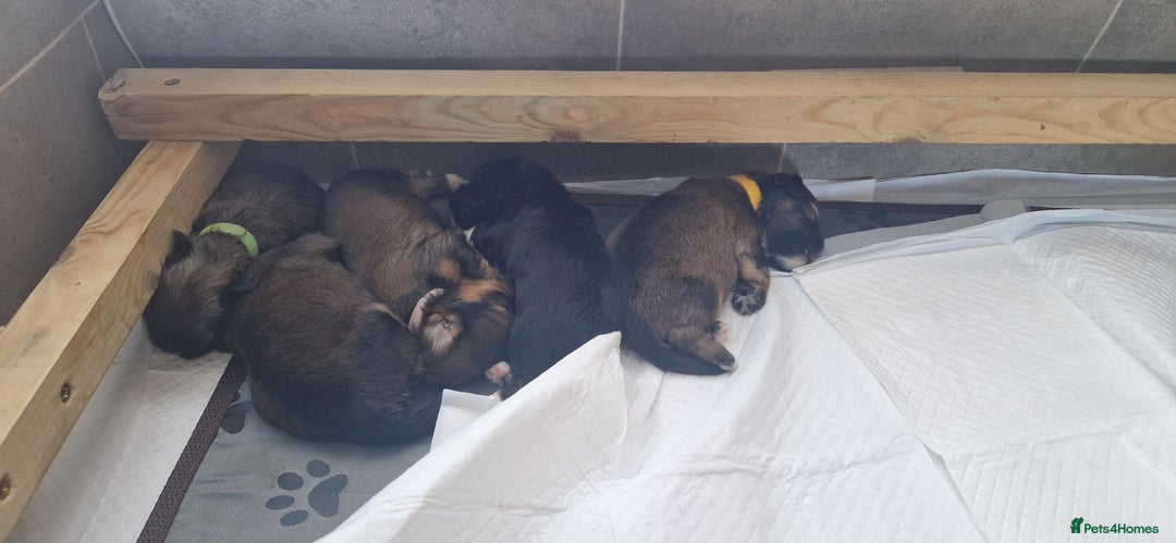 Mixed Breed dogs for sale: Shihpoo  - Image 1