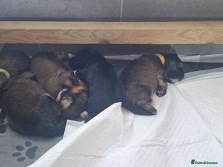 Mixed Breed dogs - Advert 8