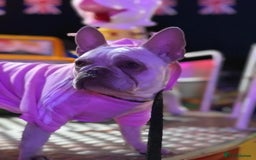 Mixed Breed dogs for sale: Beautiful spotty babies - Image 2