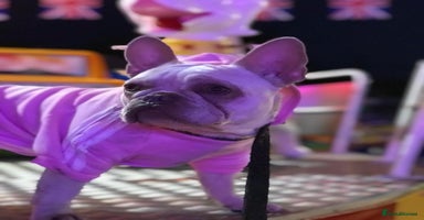 Mixed Breed dogs Beautiful Spotty French/English Bulldog Babies - Advert 7