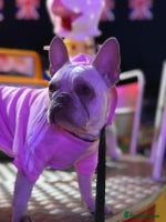 Mixed Breed dogs Beautiful Spotty French/English Bulldog Babies - Advert 4