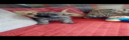 Cairn Terrier dogs for sale: KC registered Cairn terriers in Denbigh - Advert 9
