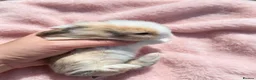 Mini Lion Lop rabbits for sale: Breeding pair of mini lion lops plus babies - Advert 7