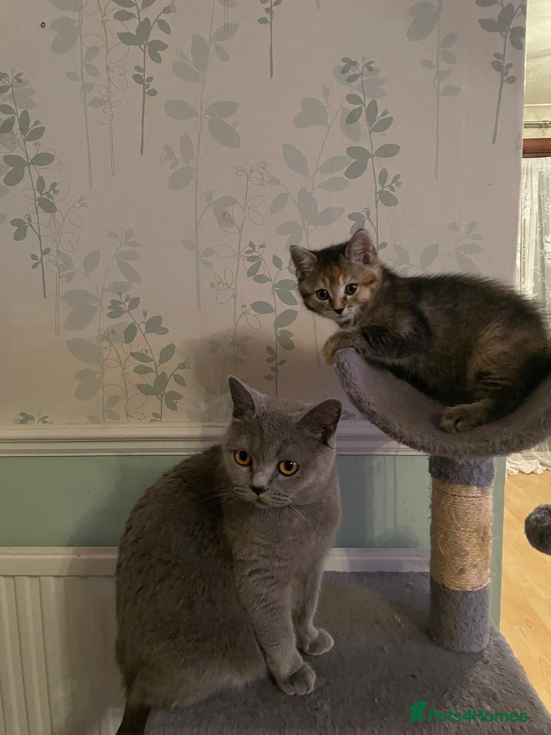 British Shorthair cats for sale: Stunning British short x Bengal  - Image 1