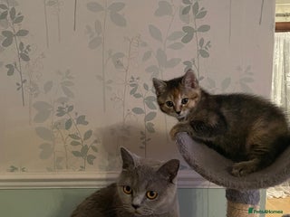 British Shorthair cats for sale - Advert 1