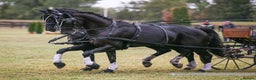 Hanoverian horses for sale: Ride And Drive Black Beauty - Advert 1