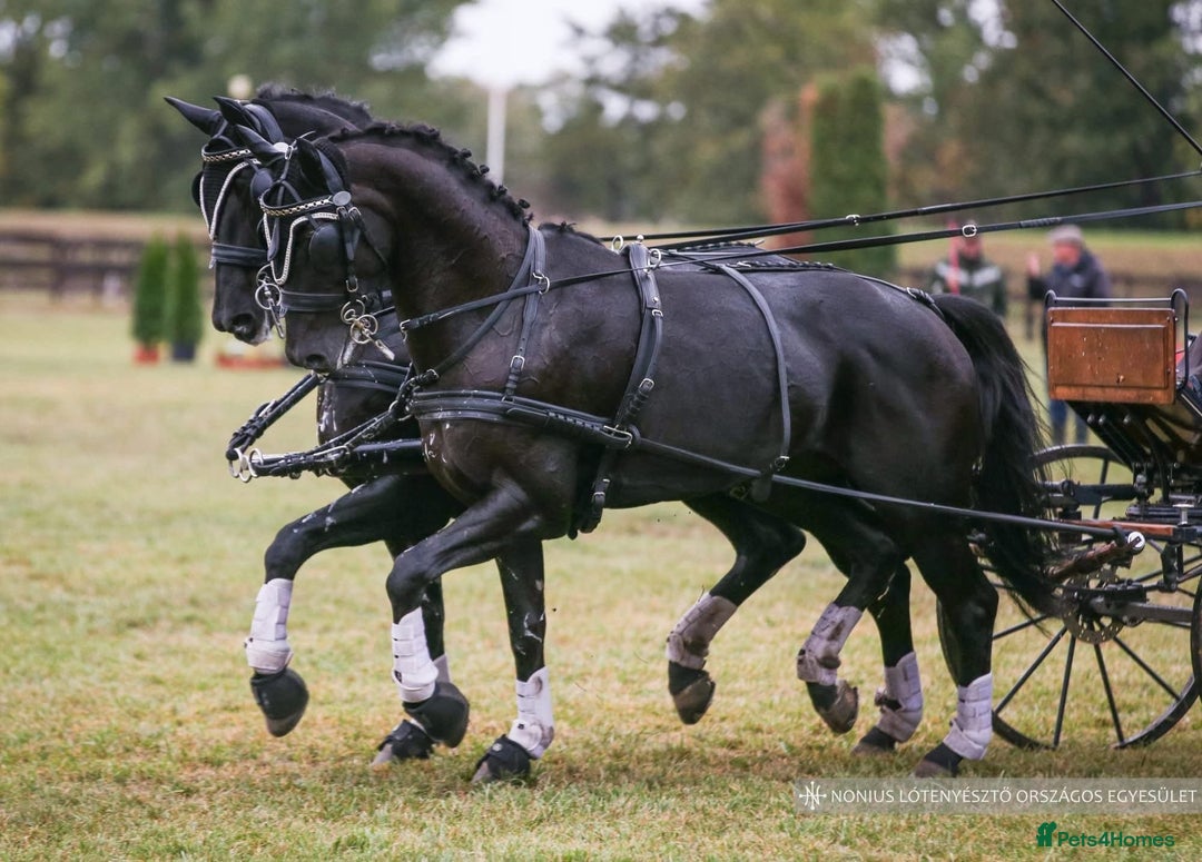 Hanoverian horses for sale: Ride And Drive Black Beauty - Advert 1