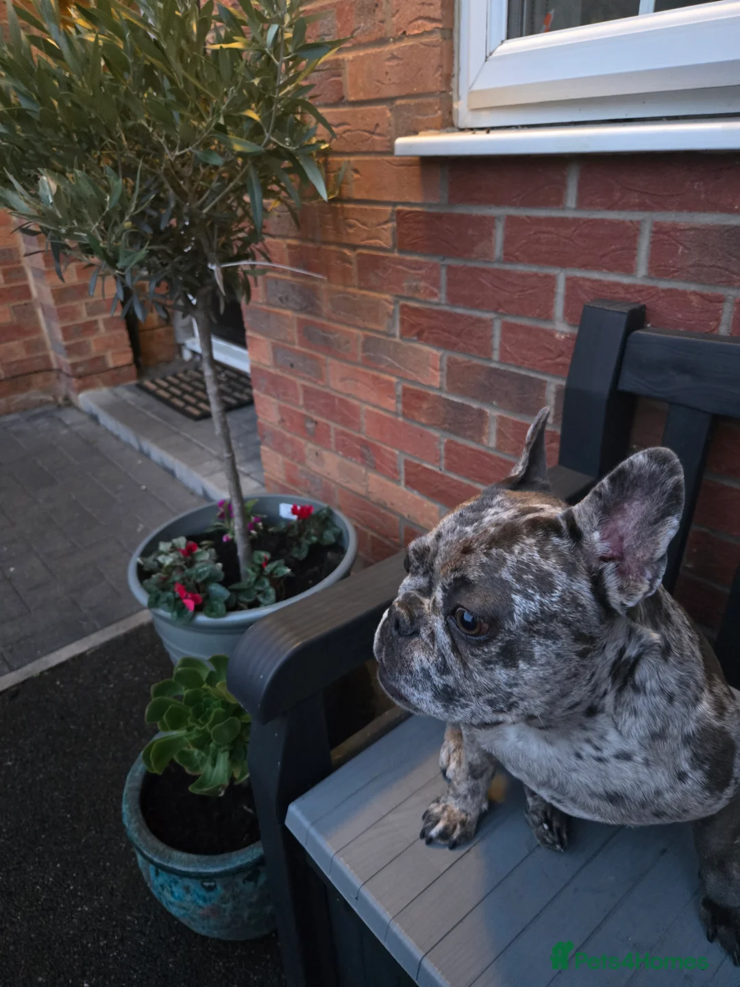 French Bulldog dogs for sale: 5 year old french bulldog  - Advert 2