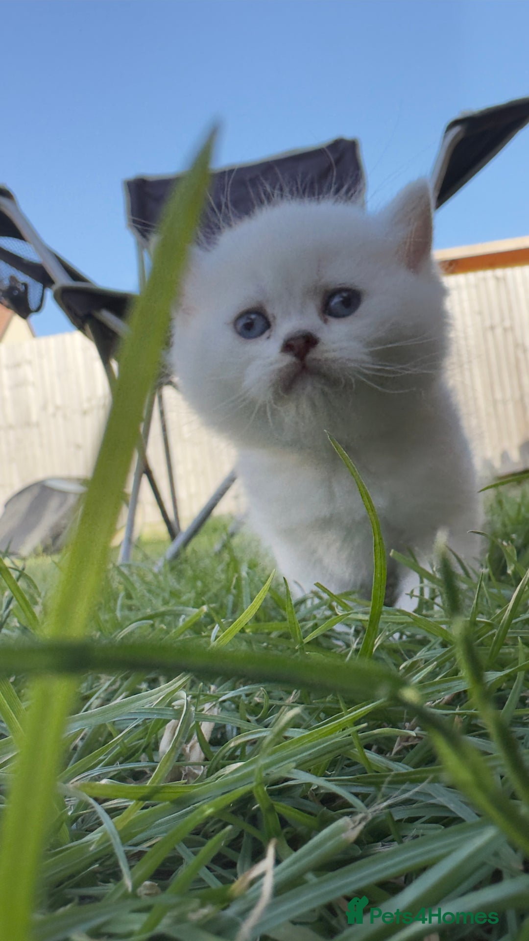 British Longhair cats for sale: 6 Adorable British ShortHair X LongHair kittens .  - Image 16