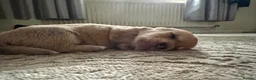 Mixed Breed dogs for sale: 6 beautiful small puppies for sale - Advert 6