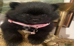 Pomeranian dogs for sale: Pomeranian puppies  - Image 11
