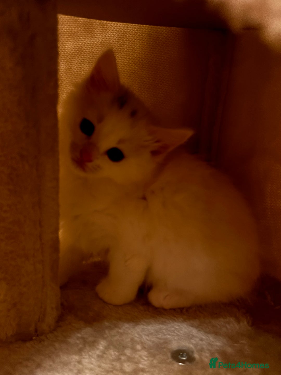 Mixed Breed cats for sale: 7 white kittens READY ASAP - Advert 10