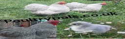 Chickens poultry for sale: Chicks Chickens Cockerels Hatching Eggs pure breed - Advert 5