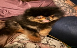 Pomeranian dogs for sale: *MINIATURE UNIQUE RARE tan toy Pomeranian boy 3yr* - Image 15