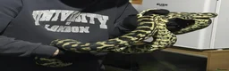 Python Snake reptiles for sale: Adult jungle carpet python - Advert 7