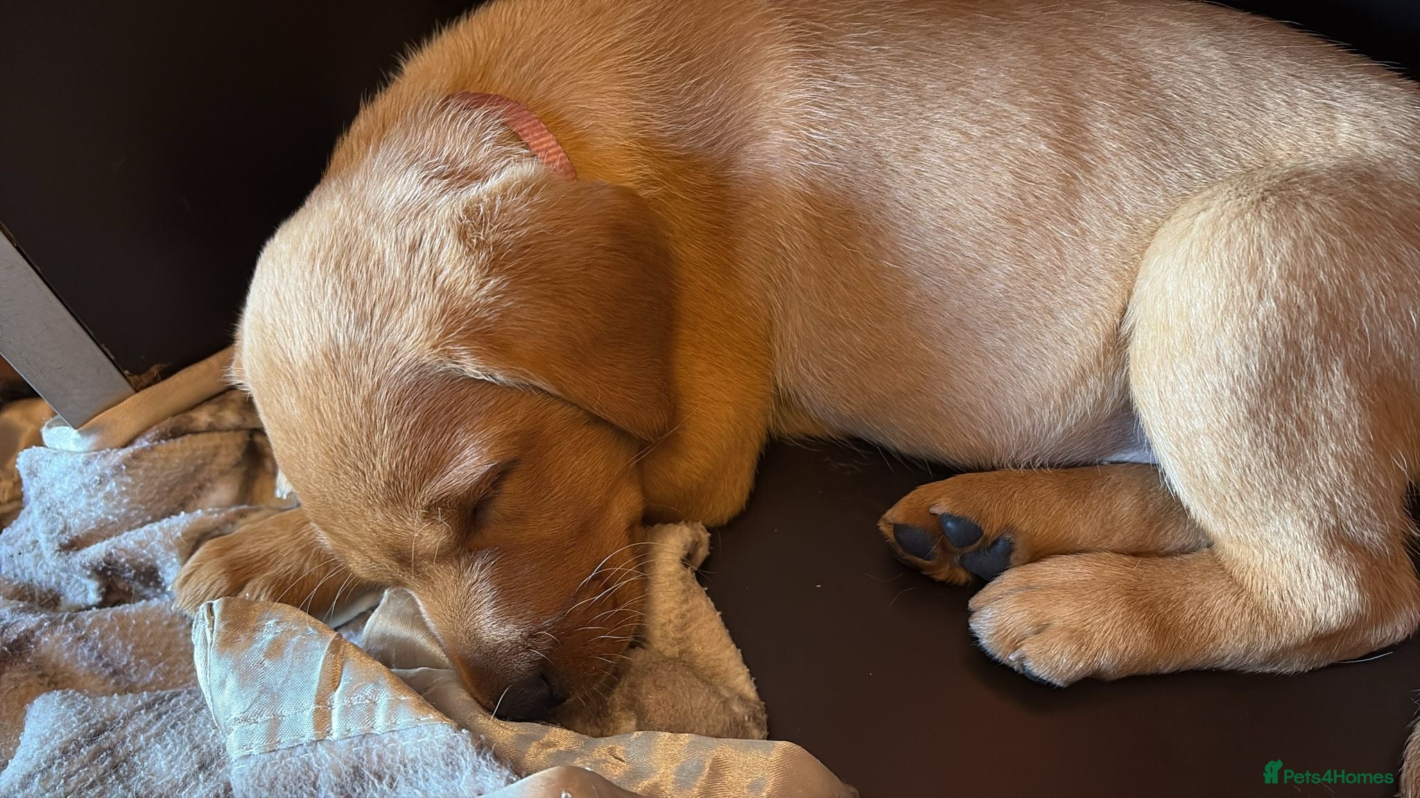 Labrador Retriever dogs Beautiful Labrador puppies - Advert 2