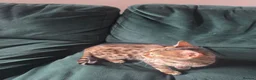 Bengal cats for sale: Female Bengal  - Advert 13