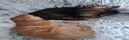 Maine Coon cats for sale: ***Beautiful mainecoon cross kittens***  - Advert 5