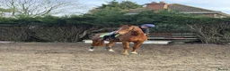 KWPN horses for sale: 4 year old kwpn chestnut gelding project  - Advert 4